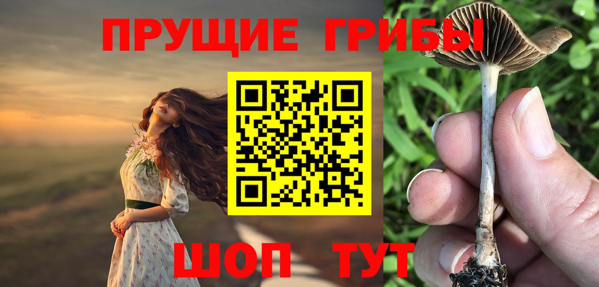 Псилоцибиновые грибы Psilocybine cubensis Барнаул